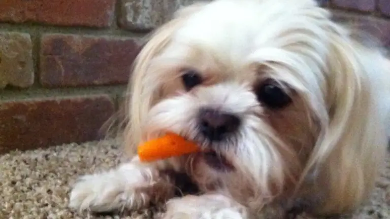 The Best Diet for Shih Tzus: What to Feed Your Furry Friend