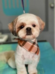 Grooming Shih Tzus With Excess Hair