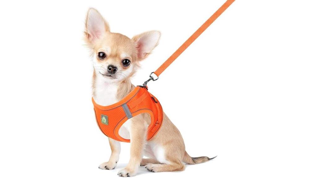 dog harness and leash