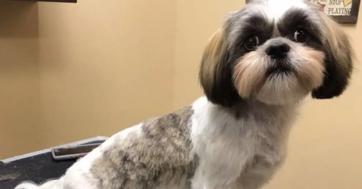Curated visual reference: Picture Idea: DIY Shih Tzu Grooming How To Trim Your Pup S